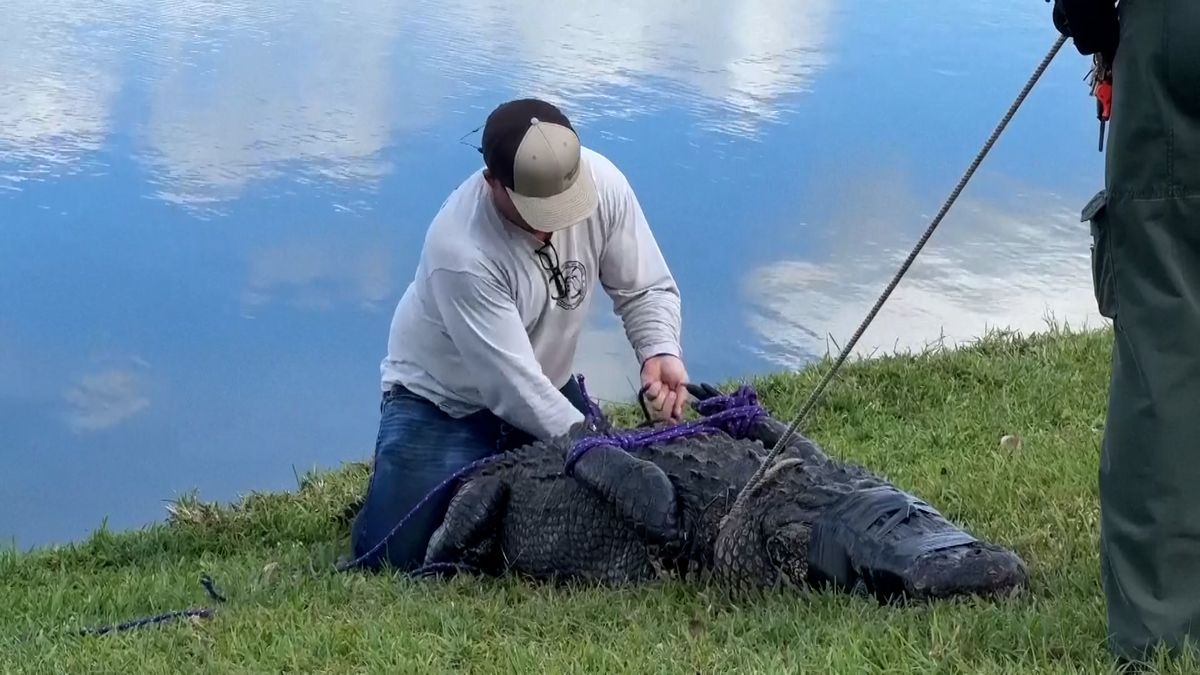 Seniorku na Floridě zabil třímetrový aligátor během procházky se psem